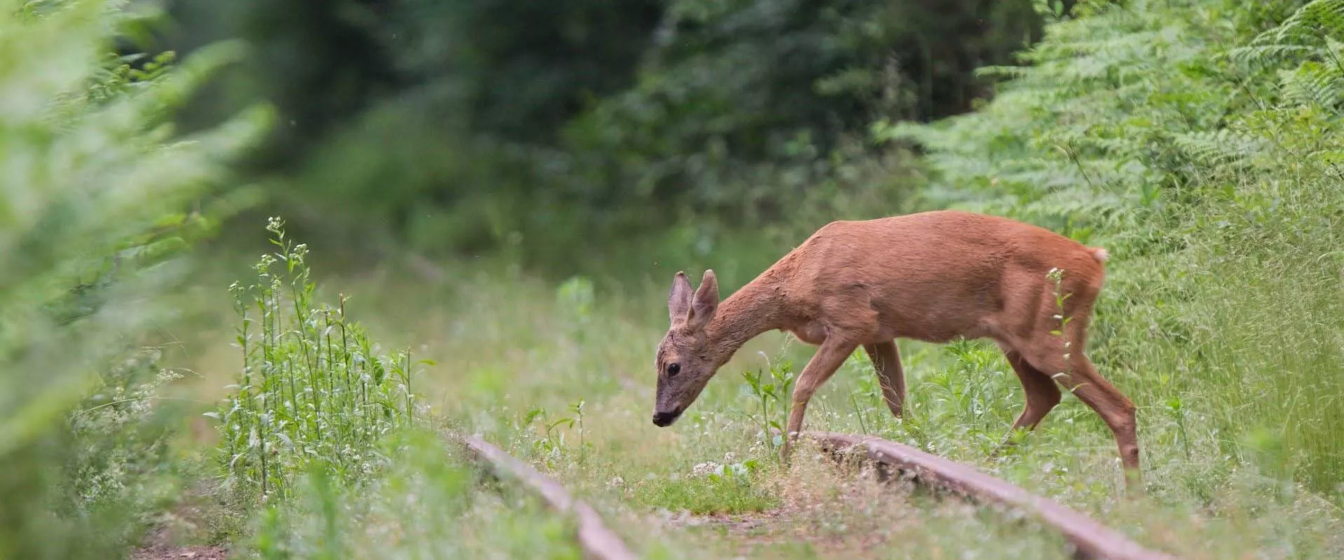 Daim aux abords de voie ferrée