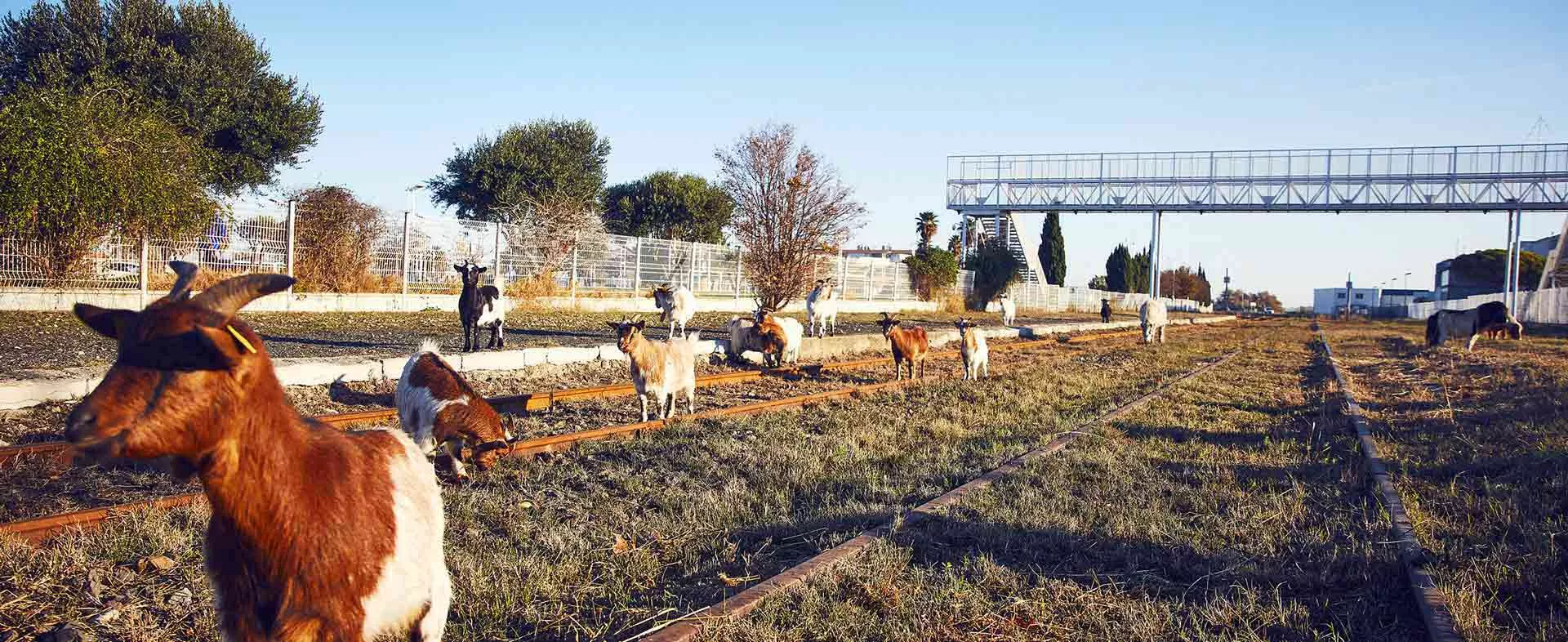 Chèvres sur voies ferrées pour désherber