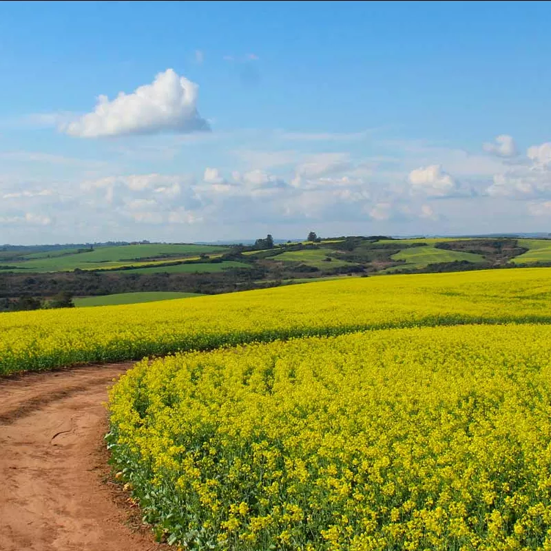 Champ de colza pour la production de biocarburant