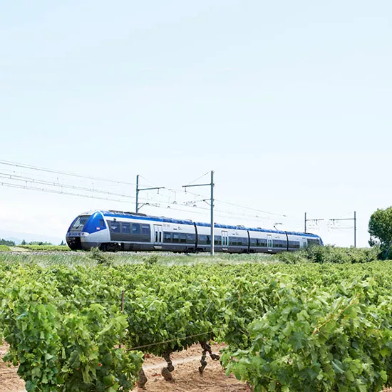 TER au milieu de vignes