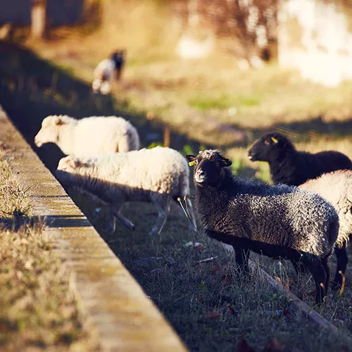 Moutons sur la voie en éco pâturage