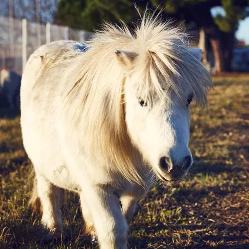 Mini-poney utilisé pour brouter les abords des voies