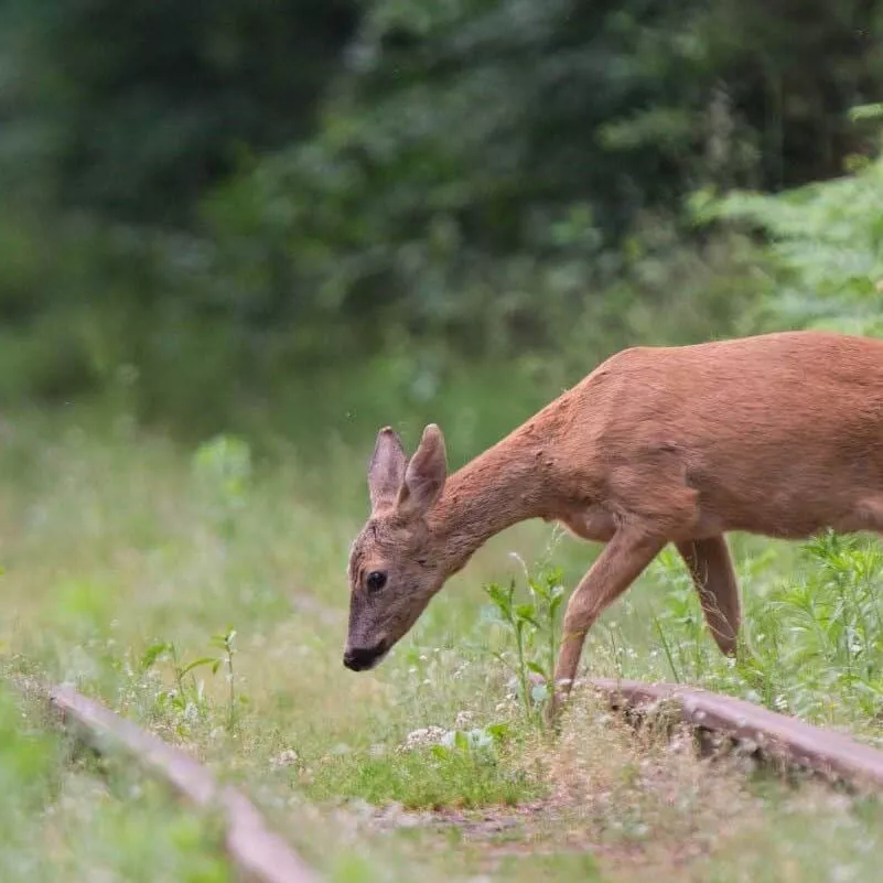 Daim aux abords de voie ferrée