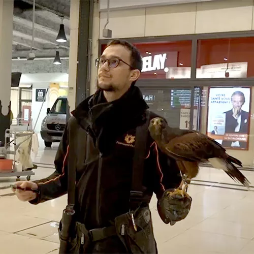Faucon en gare