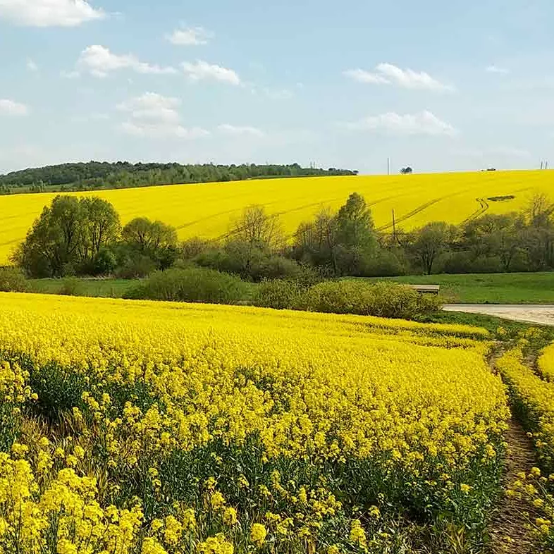 Champ de colza pour la production de biocarburant