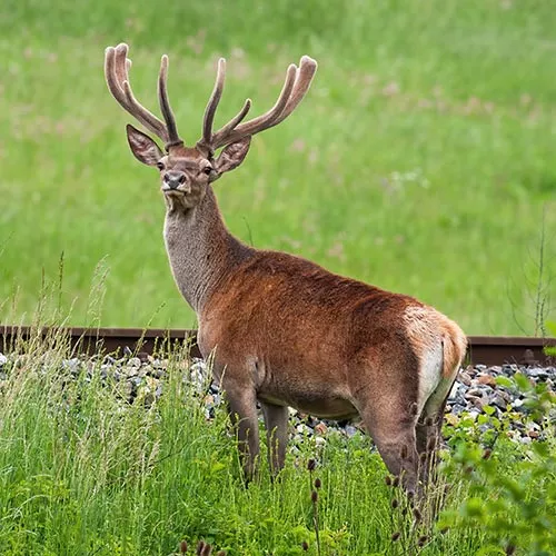 Animal aux abords de voie